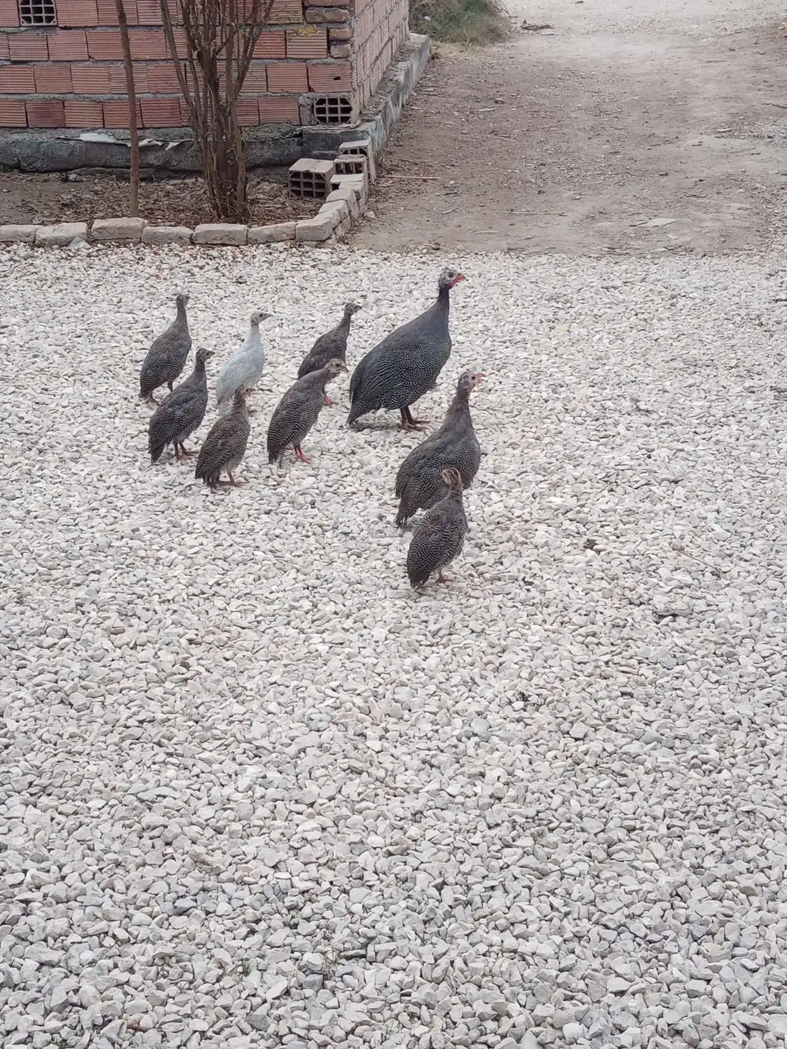 شاخدار|حیوانات مزرعه|سیجوال, |دیوار