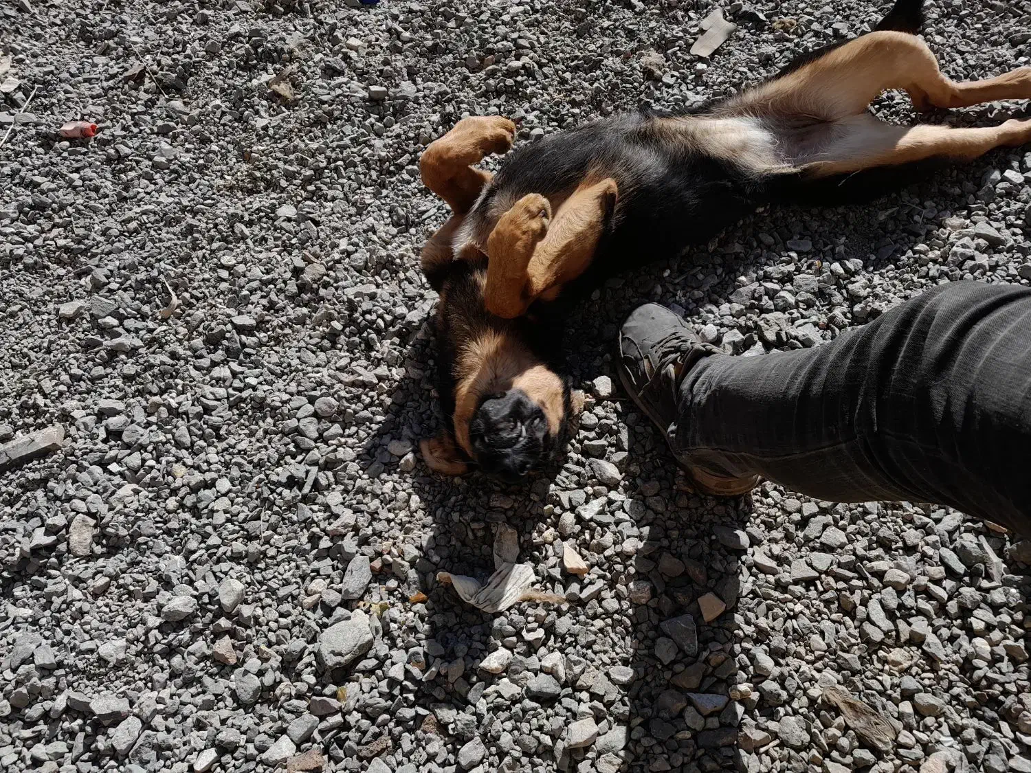 ژرمن ماده|سگ|سبزوار, پیروزی|دیوار