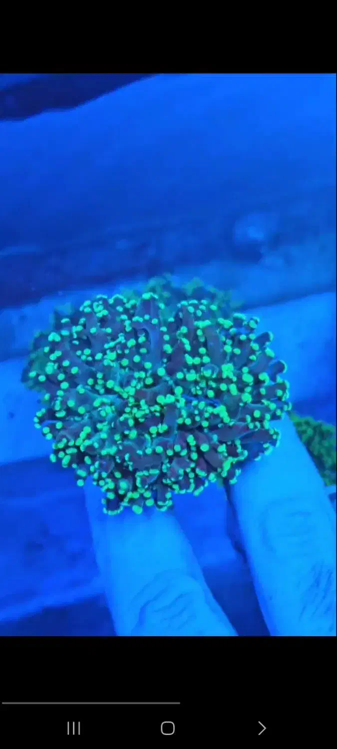 مرجان آکواریوم ابشور اب شور|ماهی|تهران, خزانه|دیوار