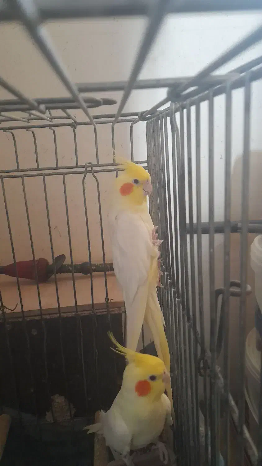 جفت طوطی عروس هلندی|پرنده|فولادشهر, A2|دیوار