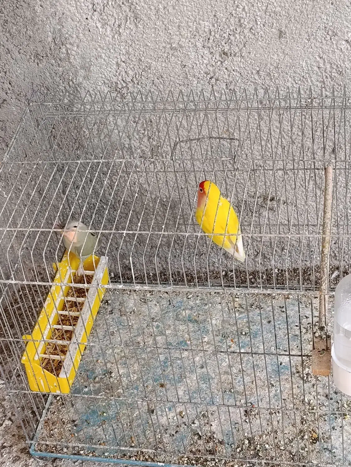 طوطی برزیلی مولد درجه یک کارداده|پرنده|یاسوج, |دیوار