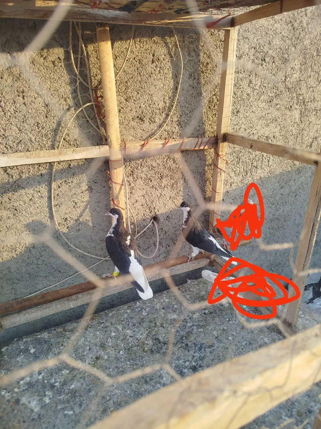 کبوتر پرشی|پرنده|دشتابی, |دیوار