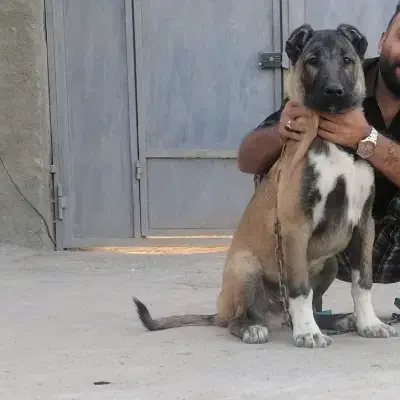 طوله سرابی|سگ|اسلامشهر, شاطره|دیوار