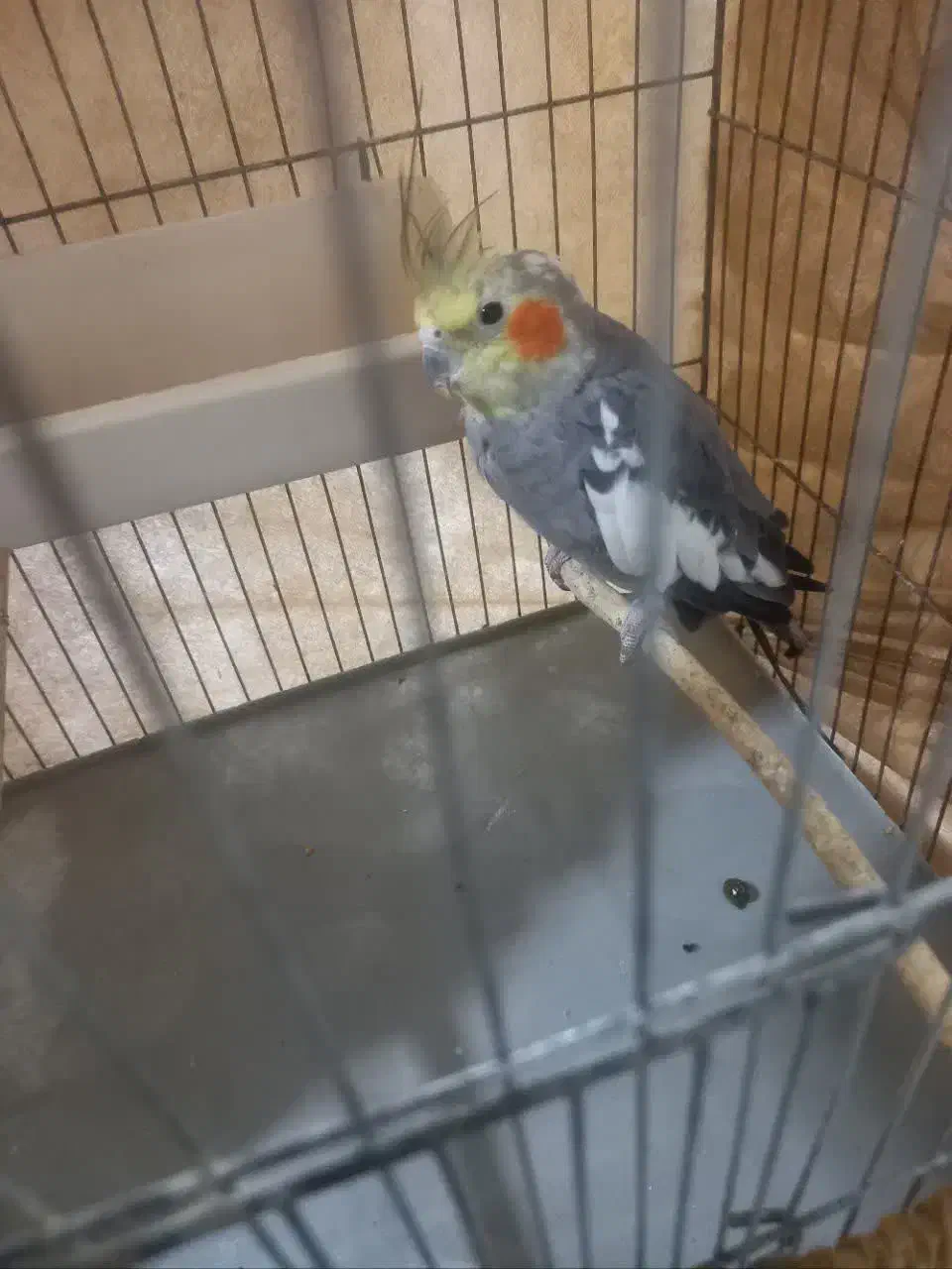 عروس هلندی|پرنده|تهران, مسعودیه|دیوار