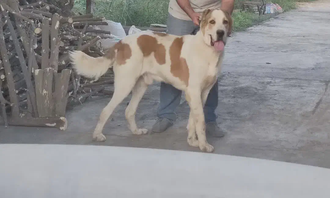 واگذاری سگ نگهبان آلابای|سگ|سرخنکلاته, |دیوار