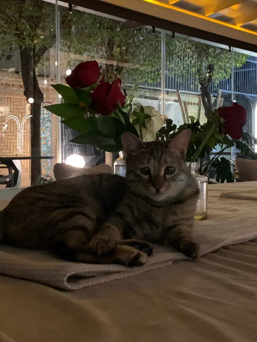 واگذاری گربه یکساله|گربه|تهران, زعفرانیه|دیوار