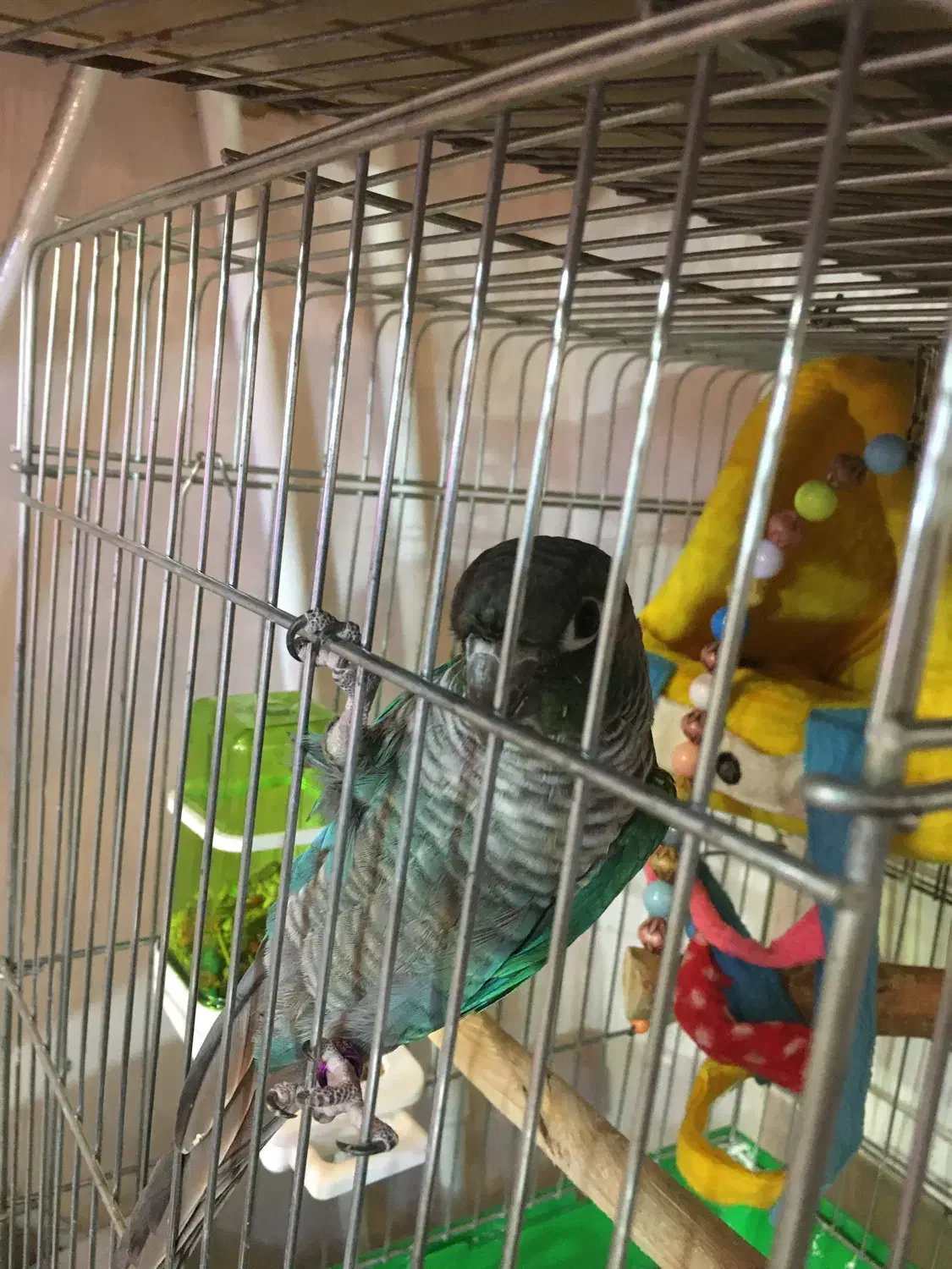 طوطی|پرنده|تهران, اوقاف|دیوار