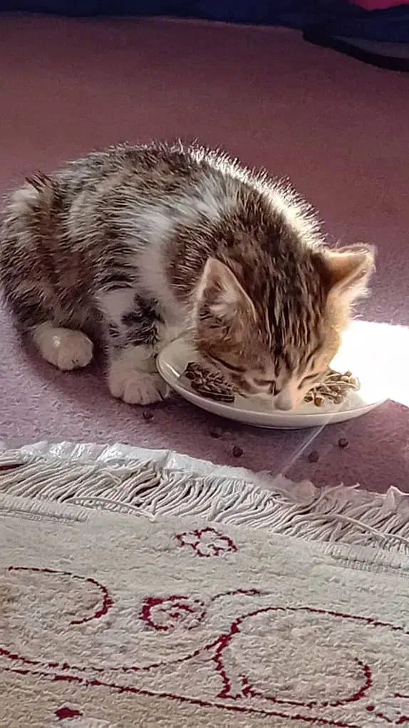 سرپرست برای پسر خوشگل|گربه|اصفهان, بهارستان|دیوار