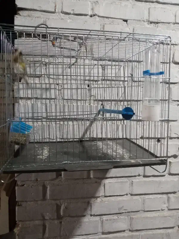 سهره سرخ وحش امسال|پرنده|اندیمشک, |دیوار