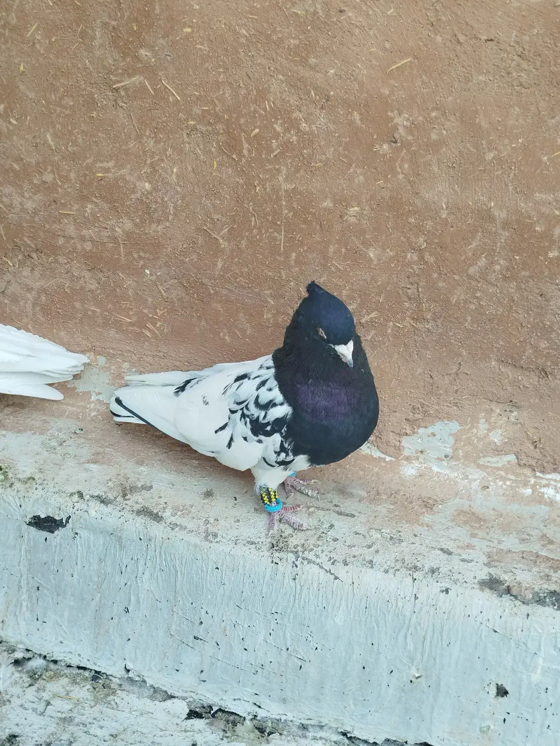 نرماده کله|پرنده|شیراز, درکی|دیوار