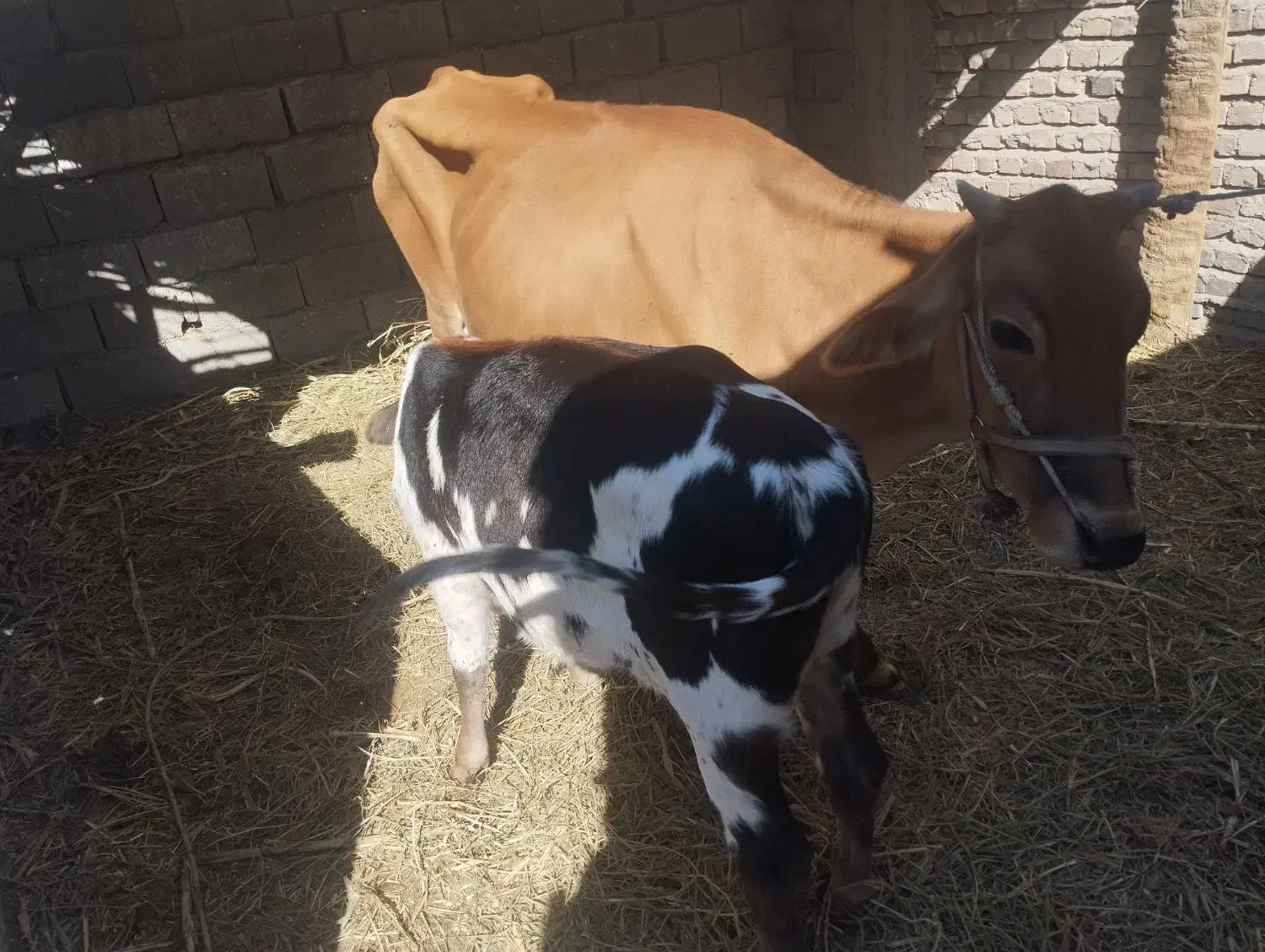 گاو ماده با گوساله|حیوانات مزرعه|دامن, |دیوار