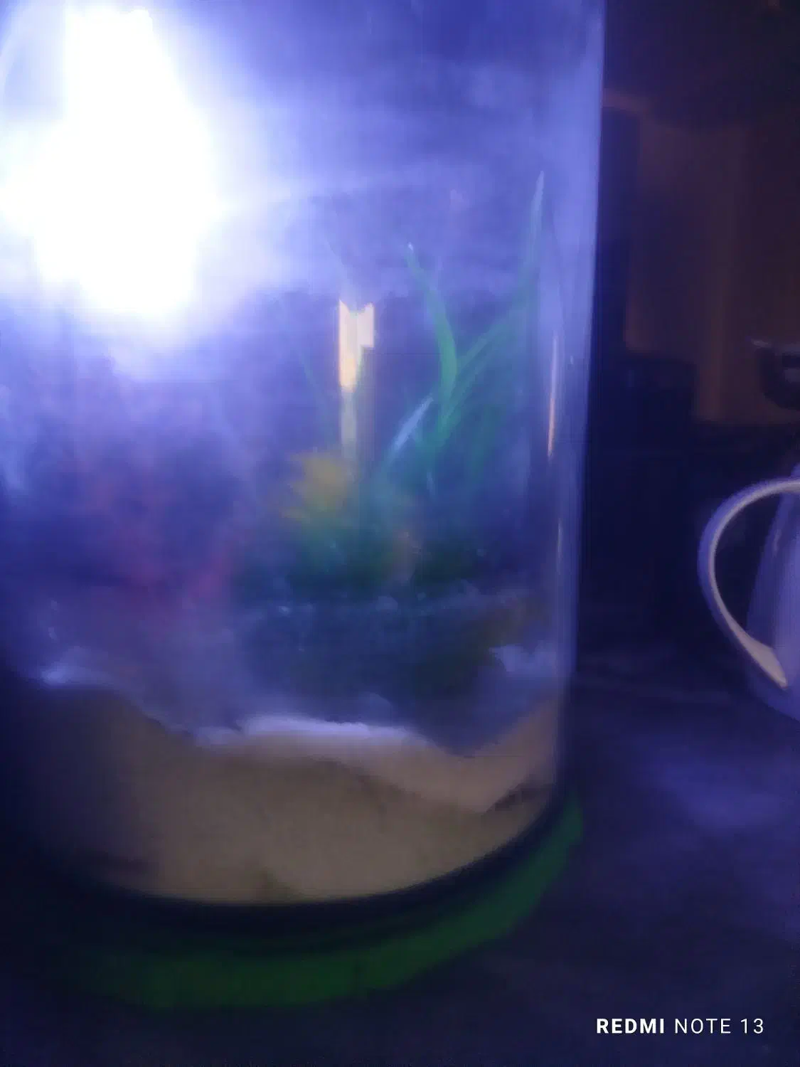 آکواریوم استوانه ای فروش فوری بدلیل کمبودجا|ماهی|کنارک, |دیوار