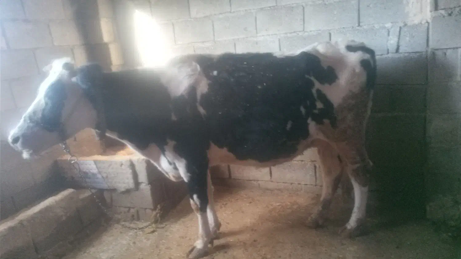 گاو وگوساله ماده|حیوانات مزرعه|کامیاران, |دیوار