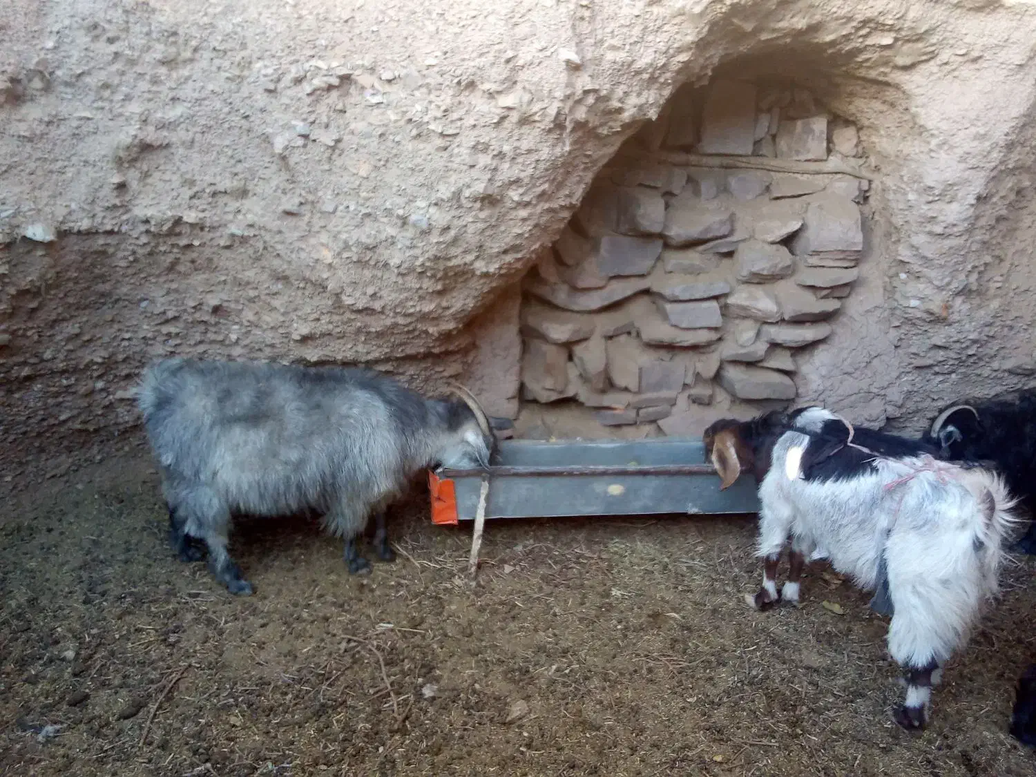 بز چاق فروشی|حیوانات مزرعه|بیرجند, |دیوار