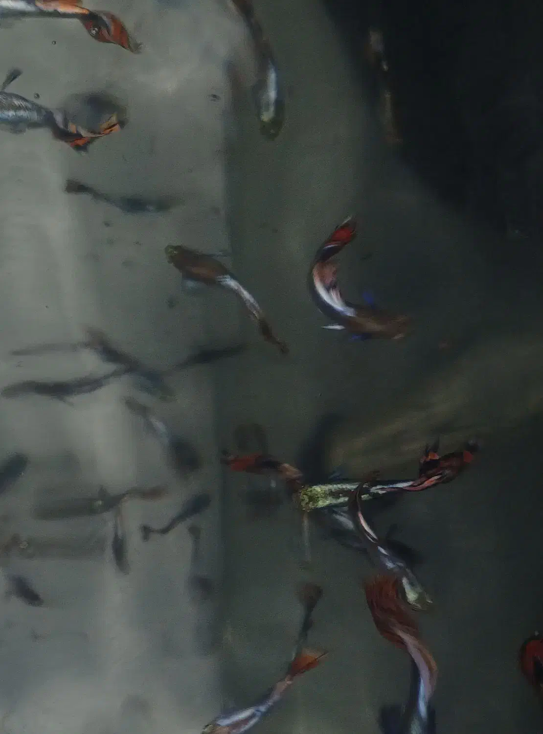 فروش گوپی|ماهی|آستانه اشرفیه, |دیوار