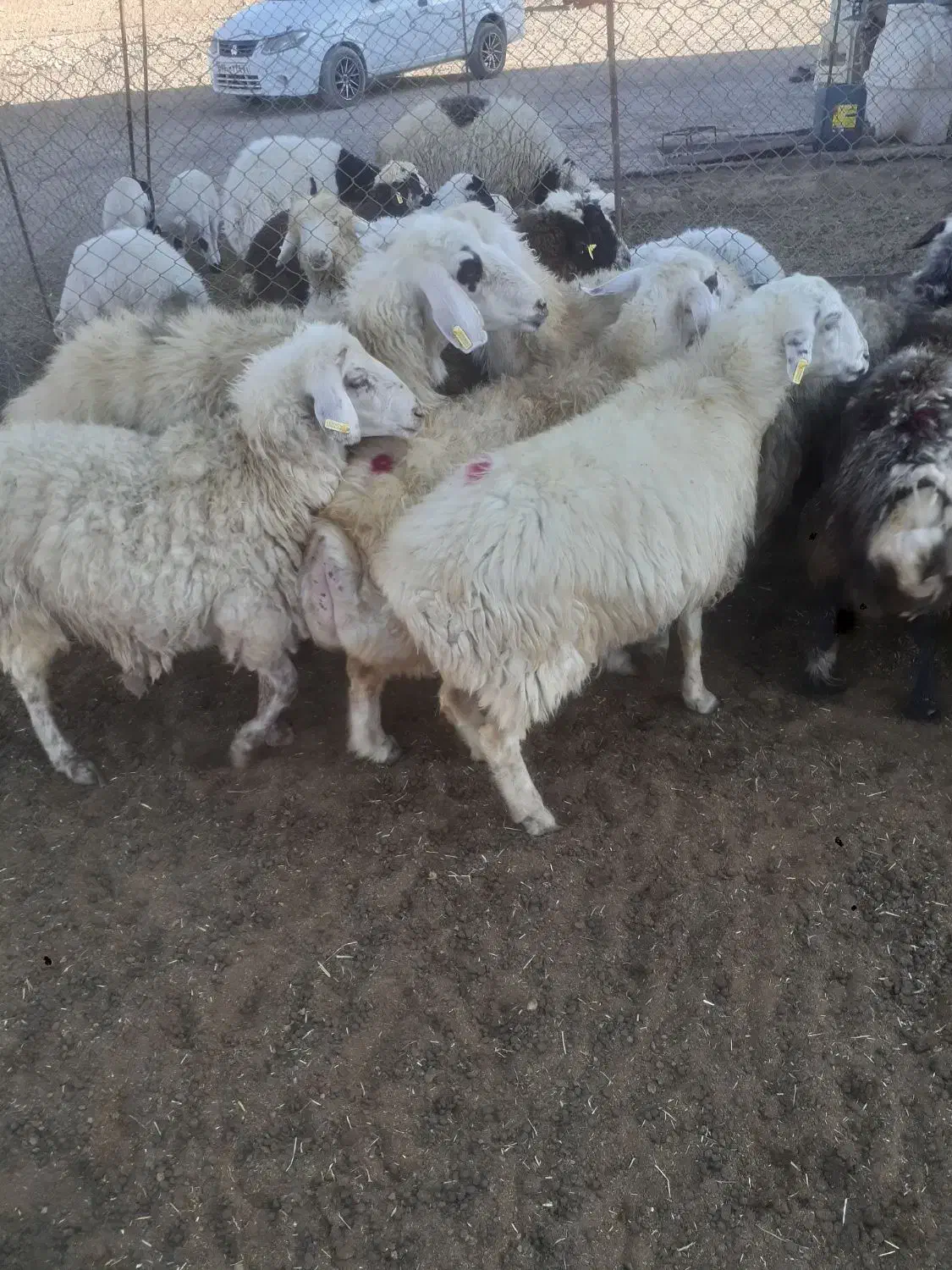 میش بره|حیوانات مزرعه|سامان, |دیوار