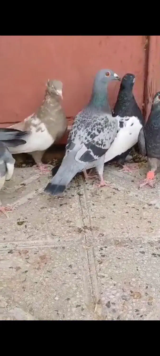 کفتر سینه|پرنده|پاسارگاد, |دیوار