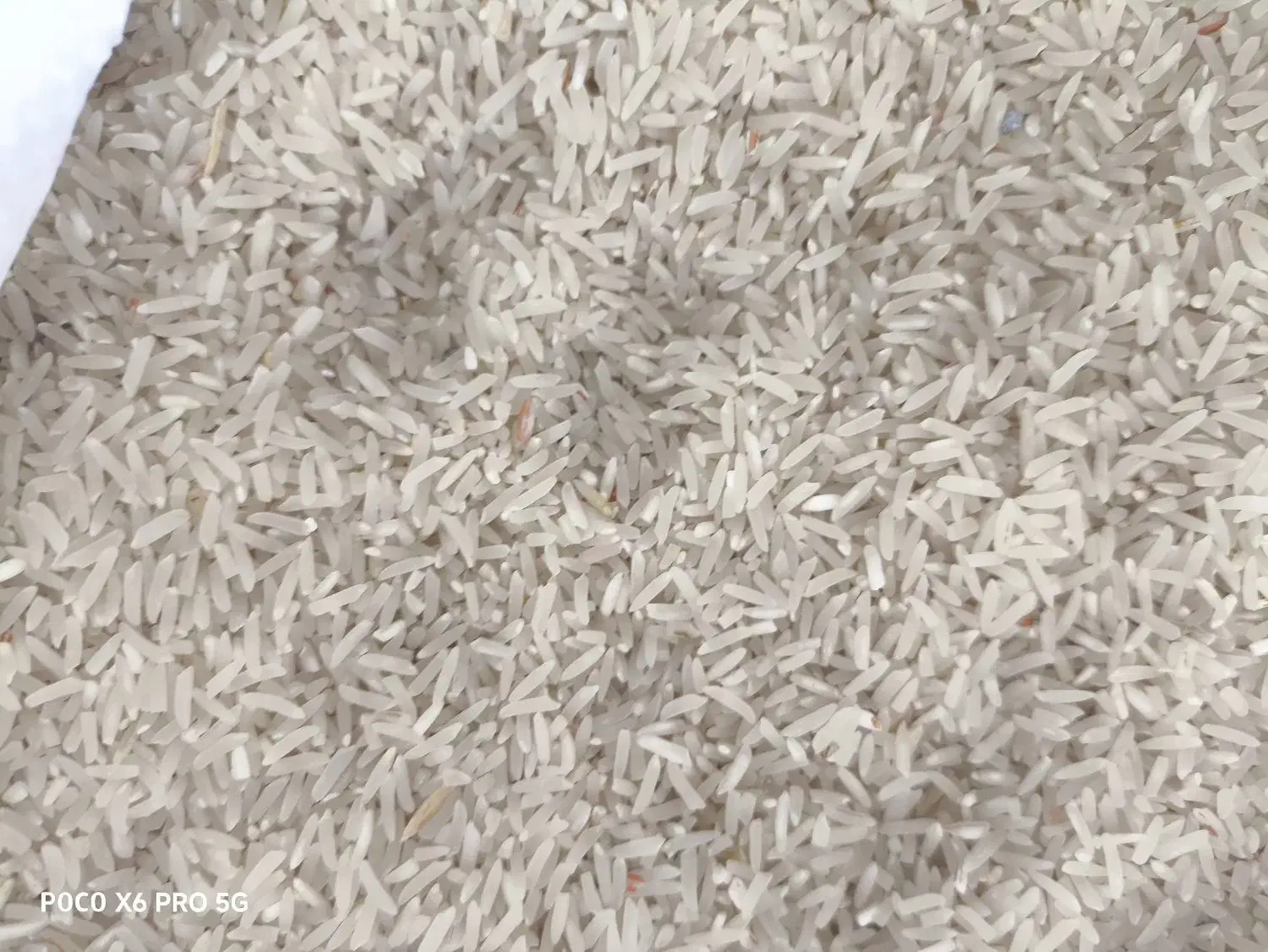 برنج فجر سوزنی|خوردنی و آشامیدنی|مزرعه کتول, |دیوار