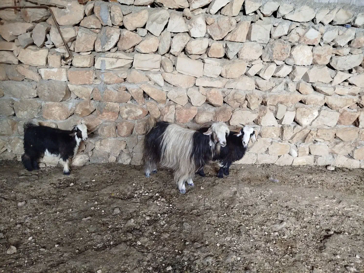 تیر بز|حیوانات مزرعه|ایذه, |دیوار