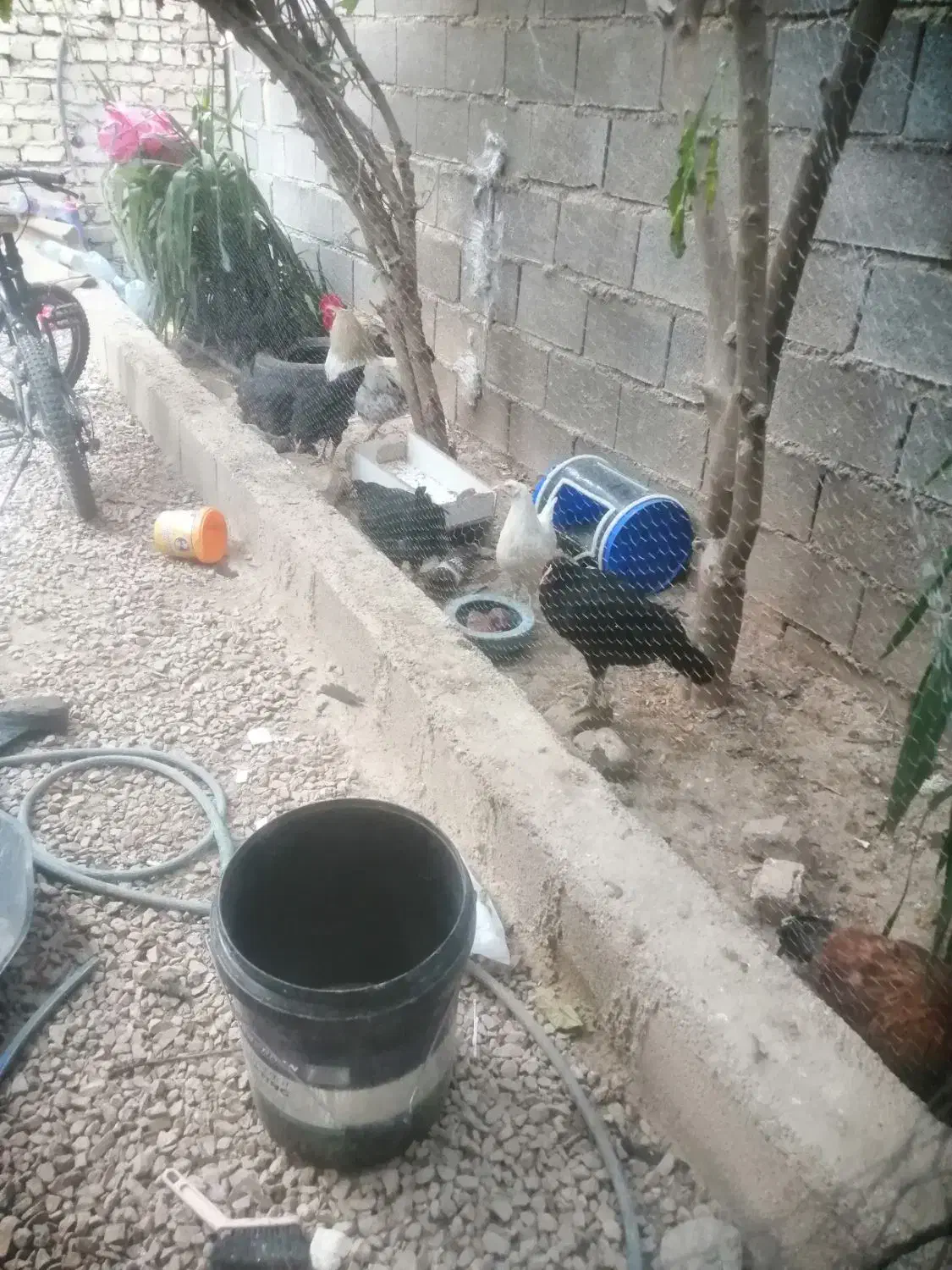 9عدد مرغ با 2عدد خروس|حیوانات مزرعه|شیراز, کرونی(خاتونک)|دیوار