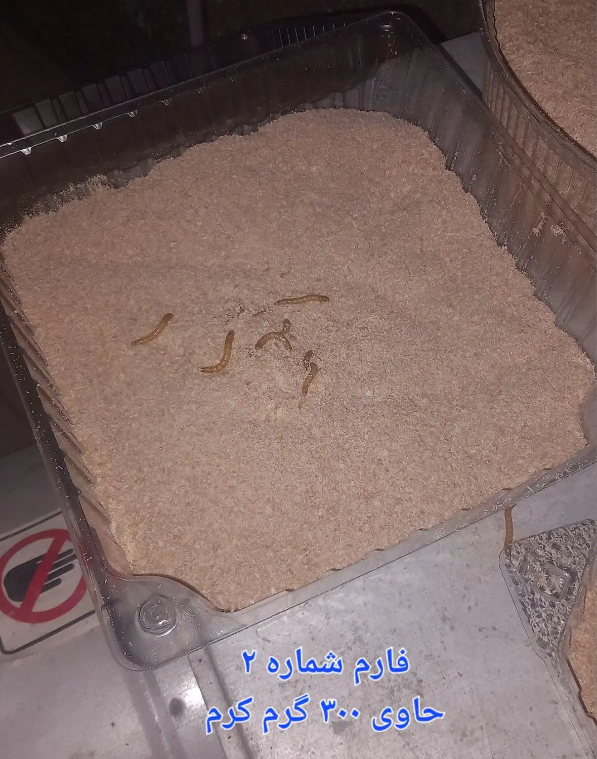 کرم میلورم به همراه ظرف نگهداری|خزنده|یزد, |دیوار