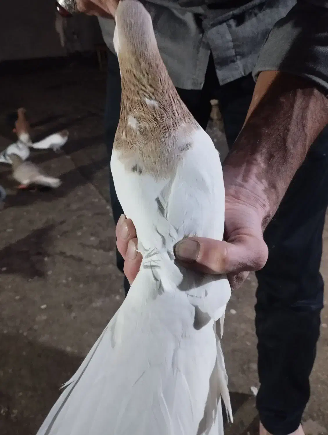 کفتر رنگه سینه هفرنگ دمسفید سارکاکلی ....|پرنده|مشهد, رستگار|دیوار