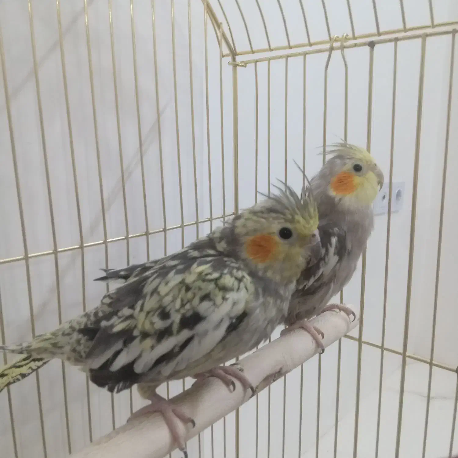 عروس هلندی|پرنده|بجنورد, |دیوار