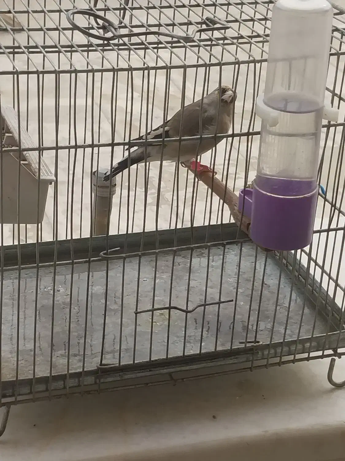 سهره سهر ماد|پرنده|اصفهان, شمس آباد|دیوار