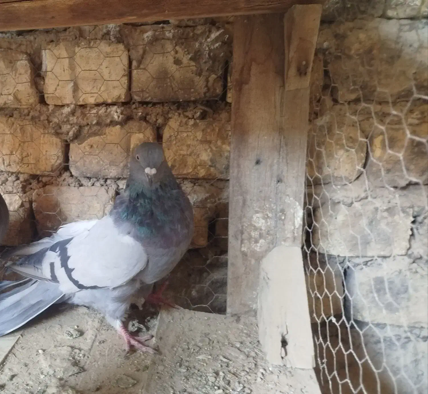 کبوتر اصفهانی|پرنده|برخوار, |دیوار