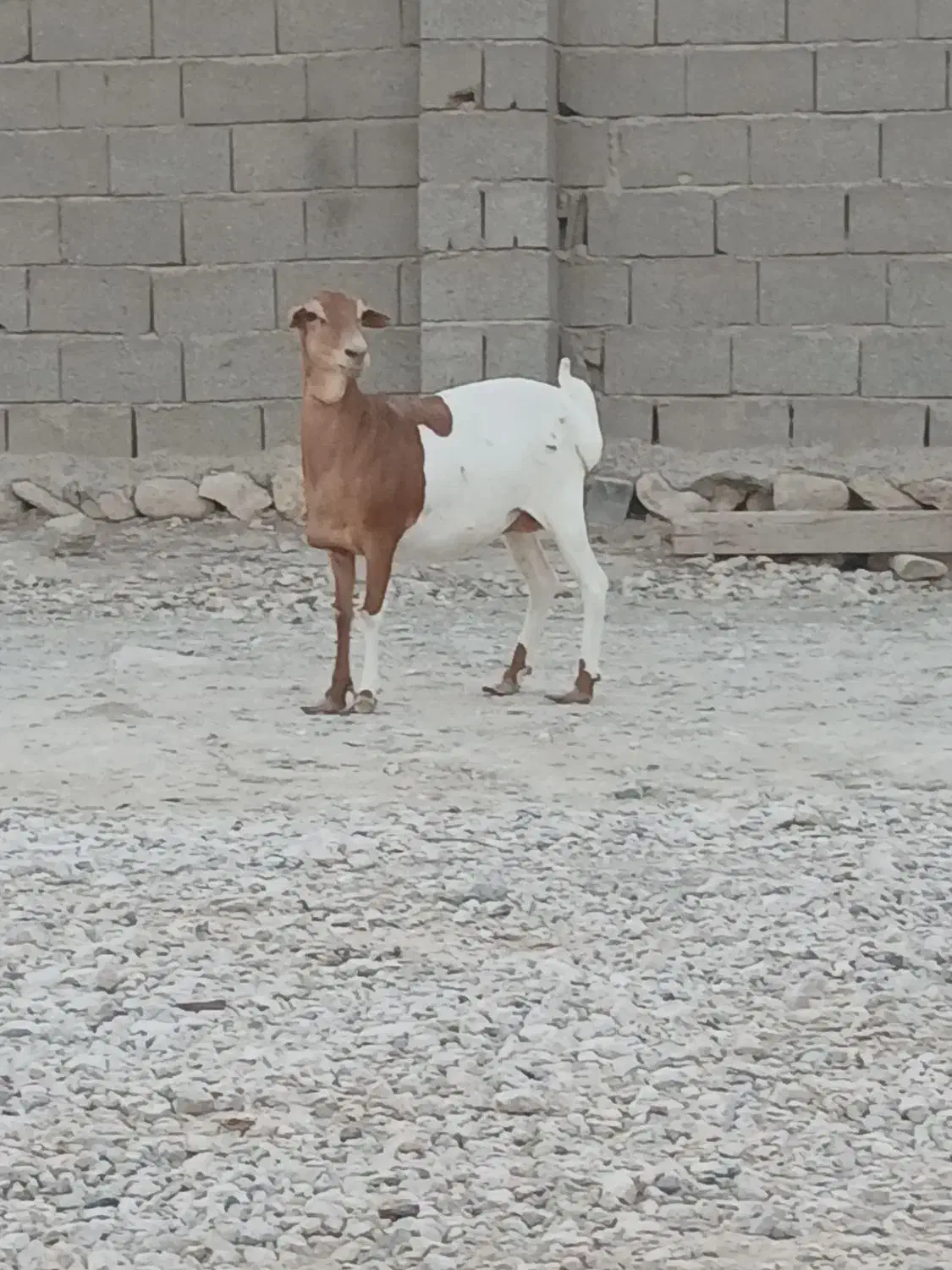 قیمت جفت با هم میش برشن درجه یک زاییده و ابستن|حیوانات مزرعه|بندرلنگه, |دیوار