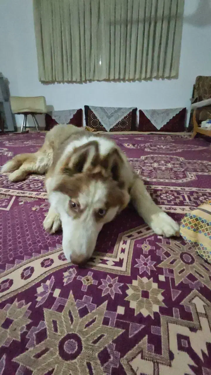 هاسکی شش ماه و پاپی پشمی یک سال|سگ|اصفهان, جلفا|دیوار