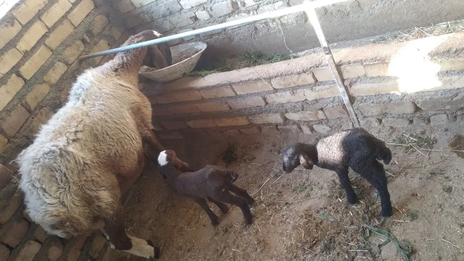 ۲عددبره ماده ومیش ۲قلو|حیوانات مزرعه|کاشان, دشت لتحر|دیوار