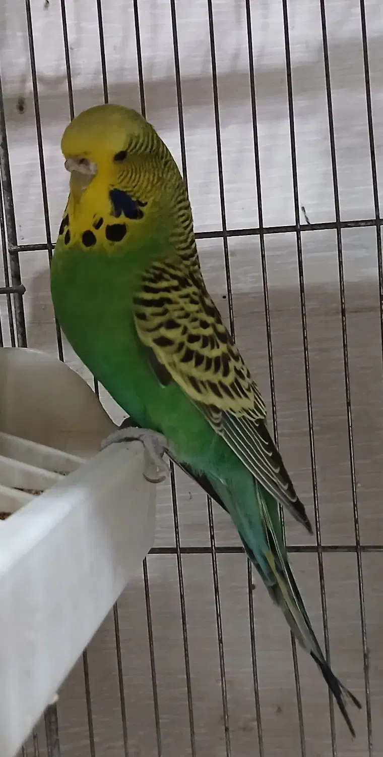 مرغ عشق انگلیسی|پرنده|ری, شهادت|دیوار