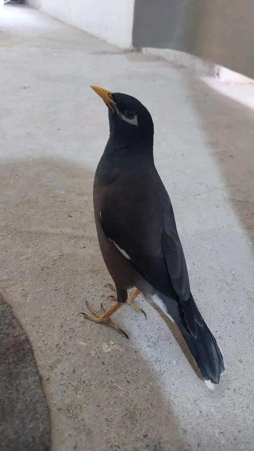 گوشی|لوازم جانبی موبایل و تبلت|چناران, |دیوار