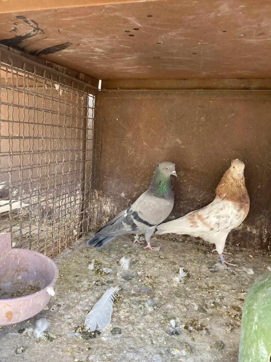 کبوتر پرشی|پرنده|تهران, باغ خزانه|دیوار