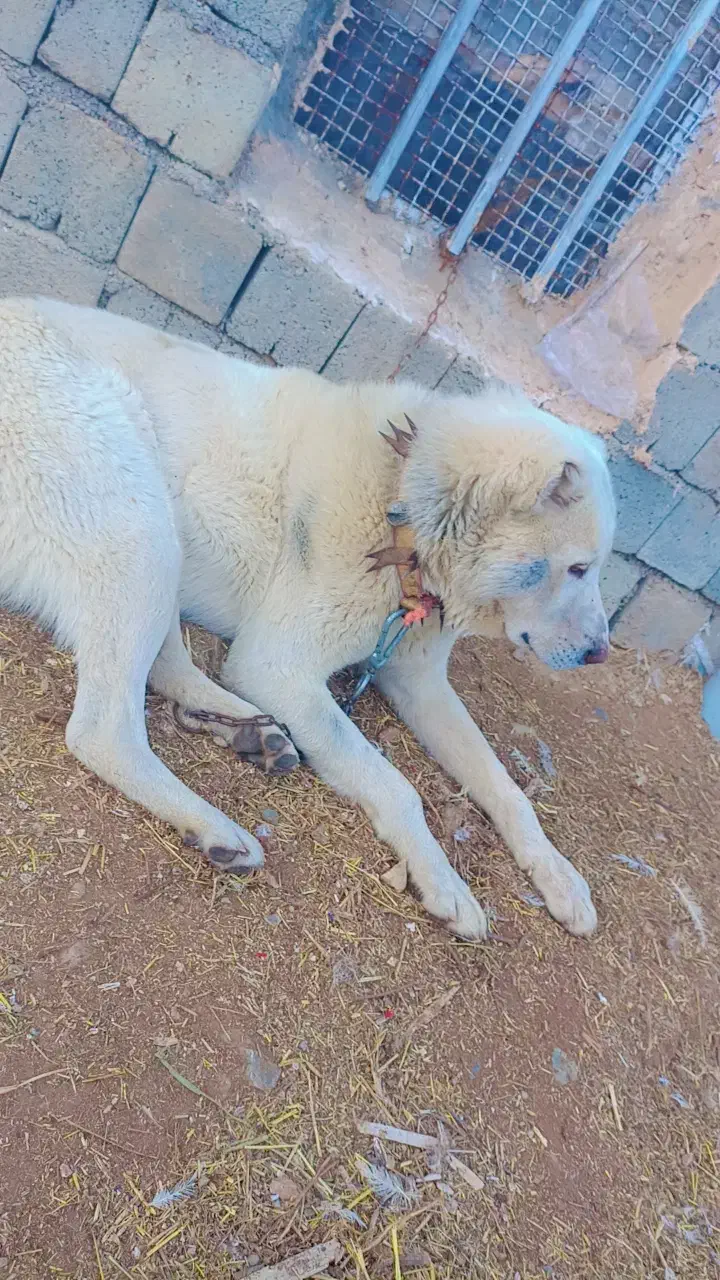 سگ گله نگهبانی|سگ|اشنویه, |دیوار