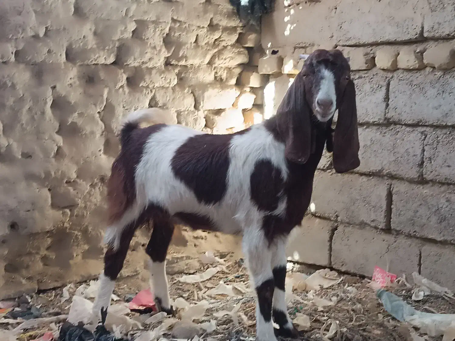 جفت‌کره‌ماده‌لنگ‌جمل‌|حیوانات مزرعه|هیرمند, |دیوار