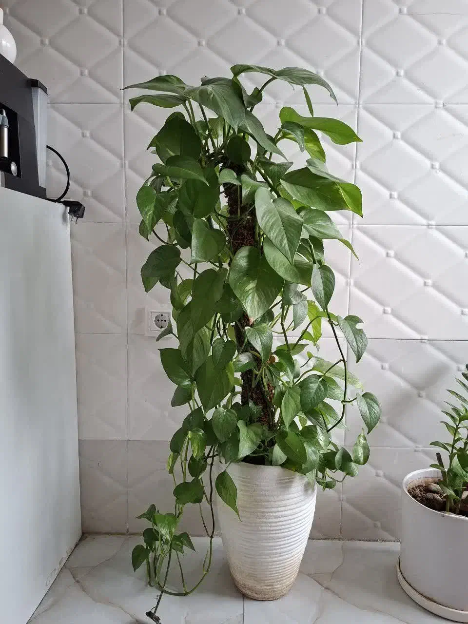 دو عدد گل طبیعی|گل و گیاه طبیعی|خرم‌آباد, |دیوار