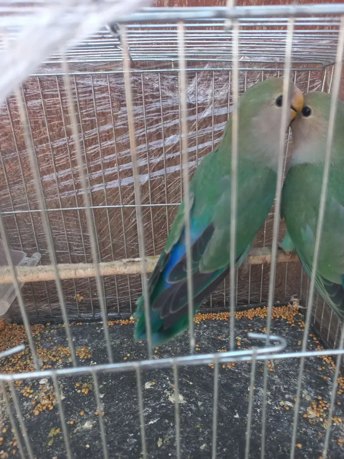 کوتوله برزیلی|پرنده|گنبد کاووس, |دیوار