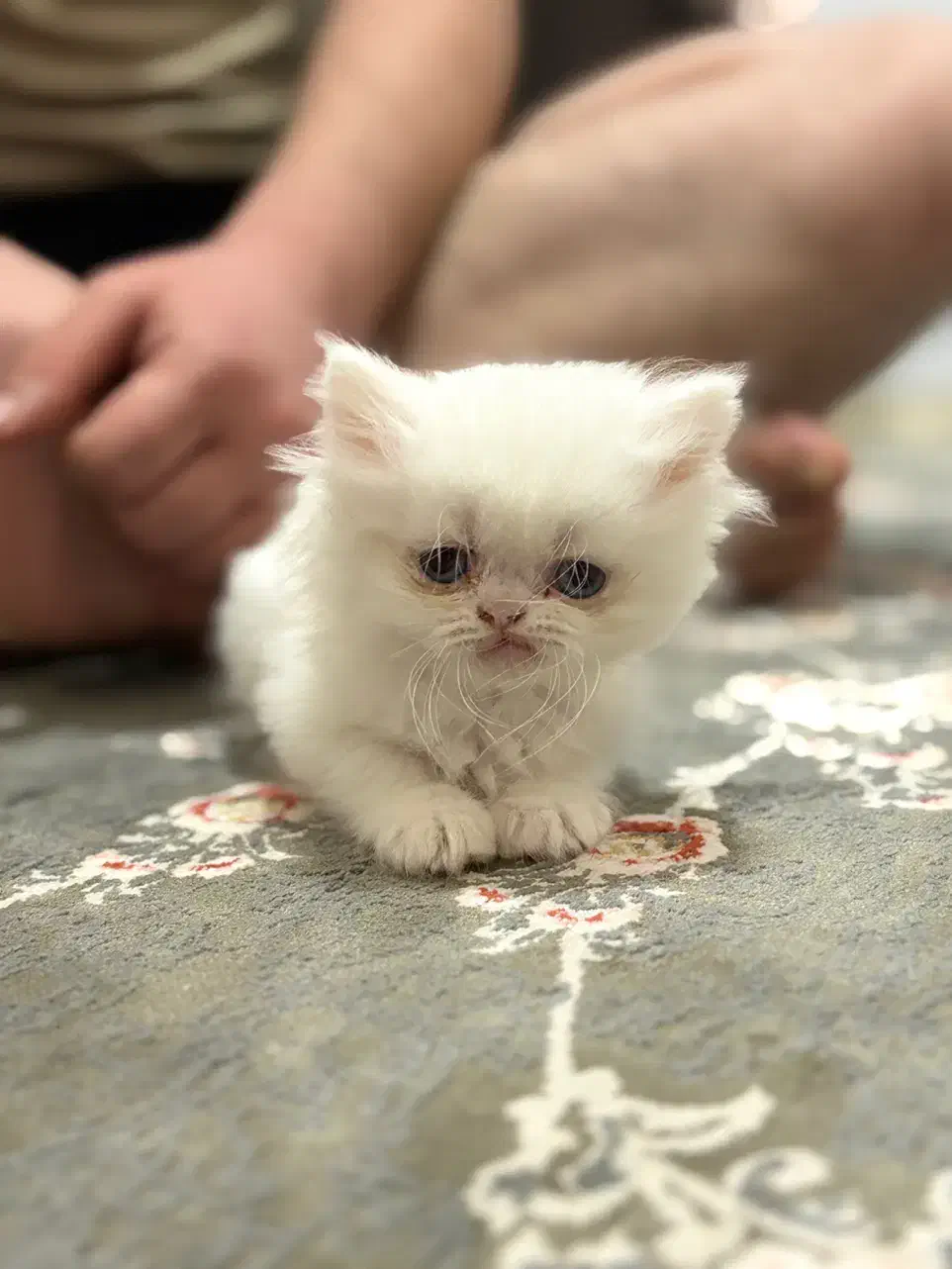 گربه پرشین|گربه|رشت, استادسرا|دیوار