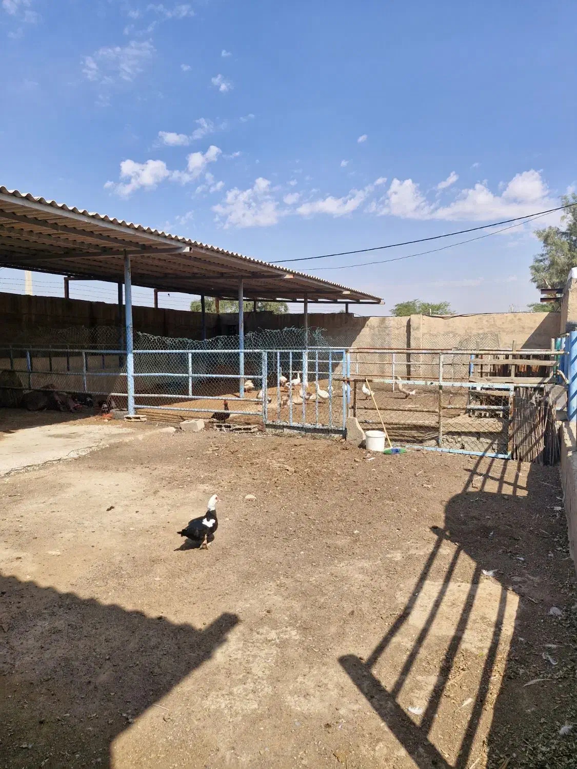 اجاره دامداری صنعتی ۱۷۰۰ متری|اجارهٔ دفتر صنعتی، کشاورزی، تجاری|اهواز, بیست متری شهرداری|دیوار