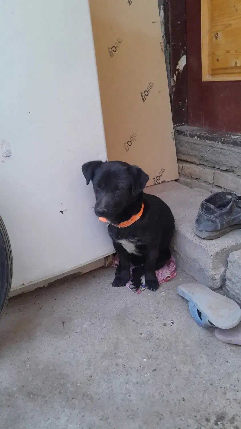 سگ پاکوتاه نر|سگ|سبزوار, ایزی شهر|دیوار