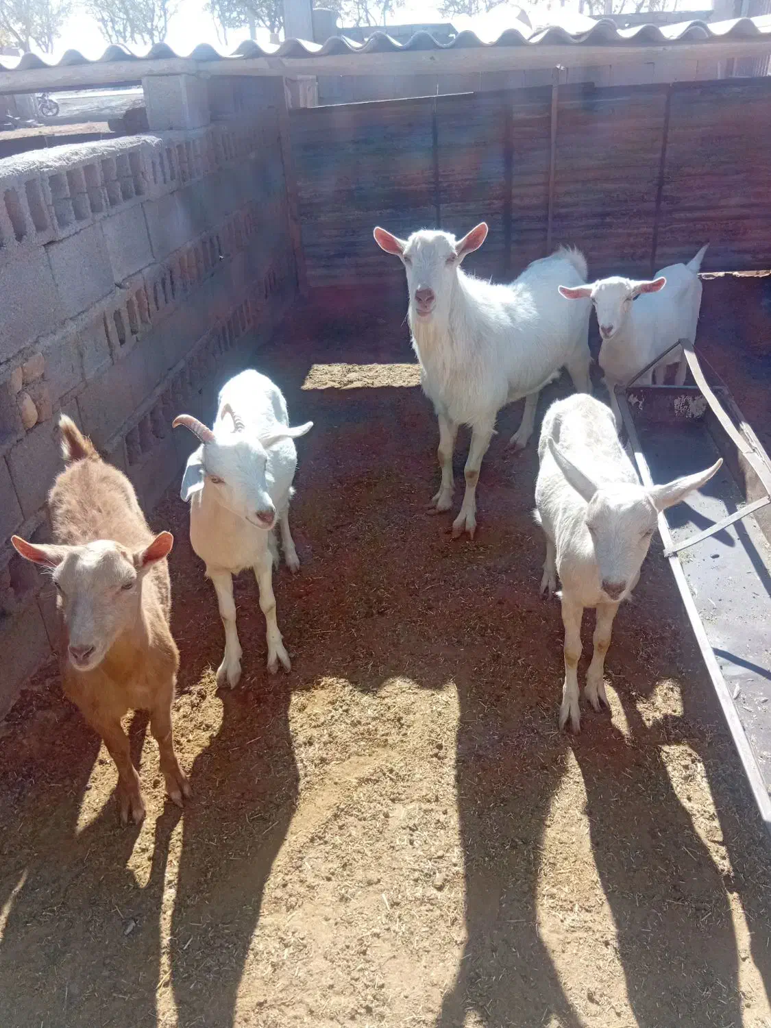 بزغاله سانن کل اصل|حیوانات مزرعه|فریمان, |دیوار