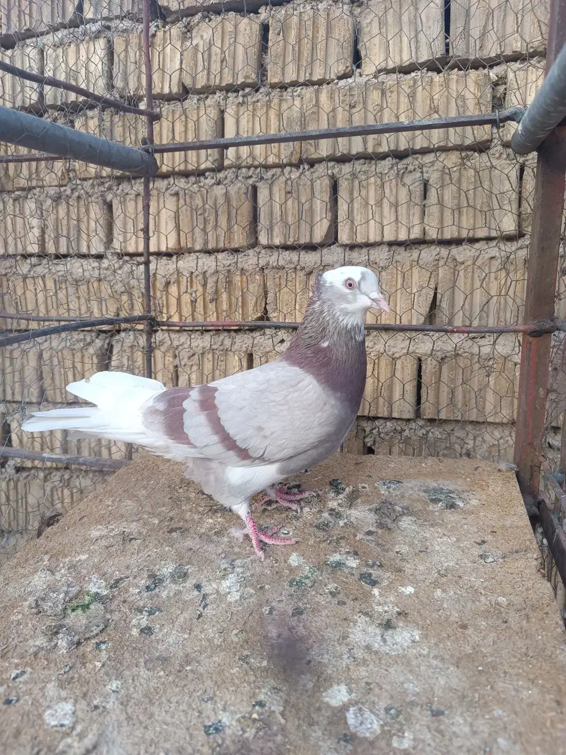 کبوتر کله سیاه|پرنده|اقلید, |دیوار