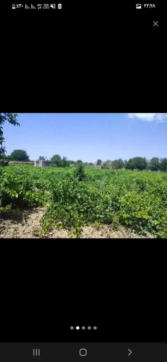 باغ انگوری در سنگ آباد|فروش دفتر صنعتی، کشاورزی، تجاری|ملایر, |دیوار