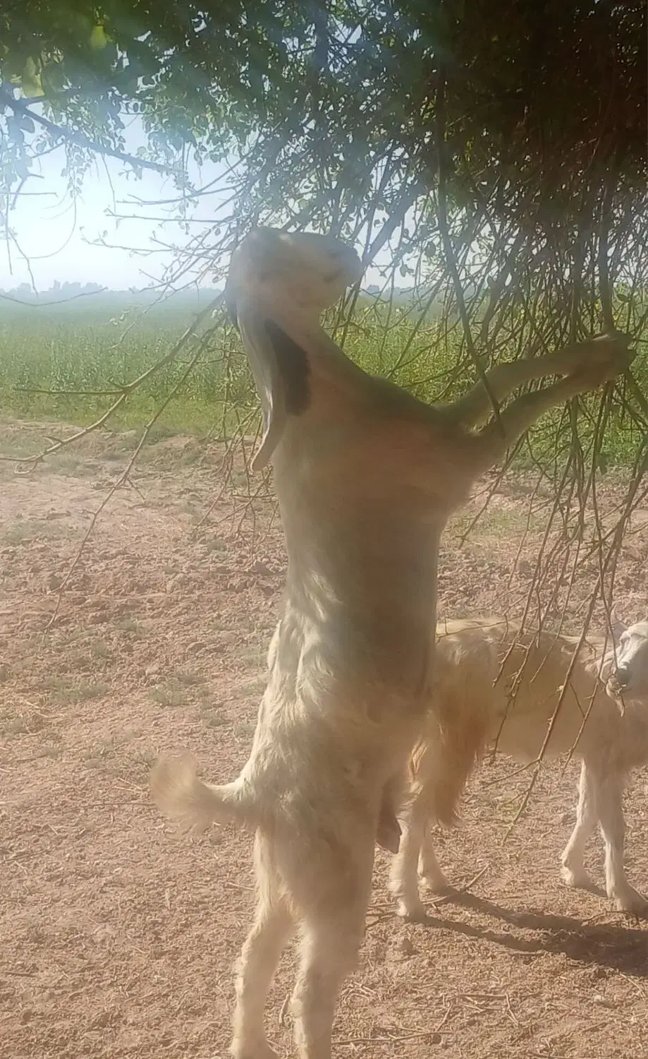 بز افغانی|حیوانات مزرعه|کرخه, |دیوار