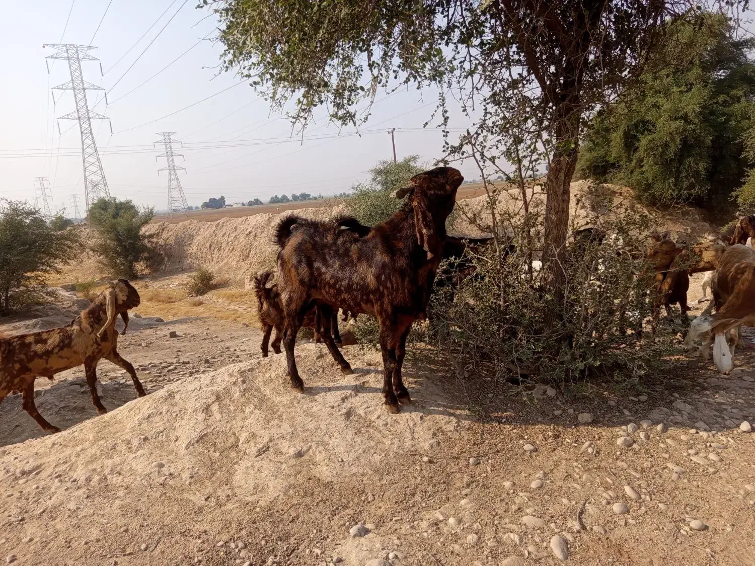 بز افغانی گمشده|حیوانات|اندیمشک, |دیوار