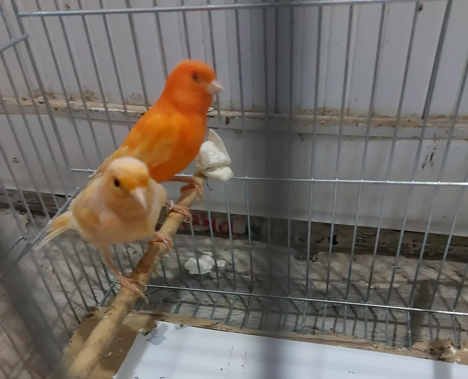 قناری ماده|پرنده|تبریز, |دیوار