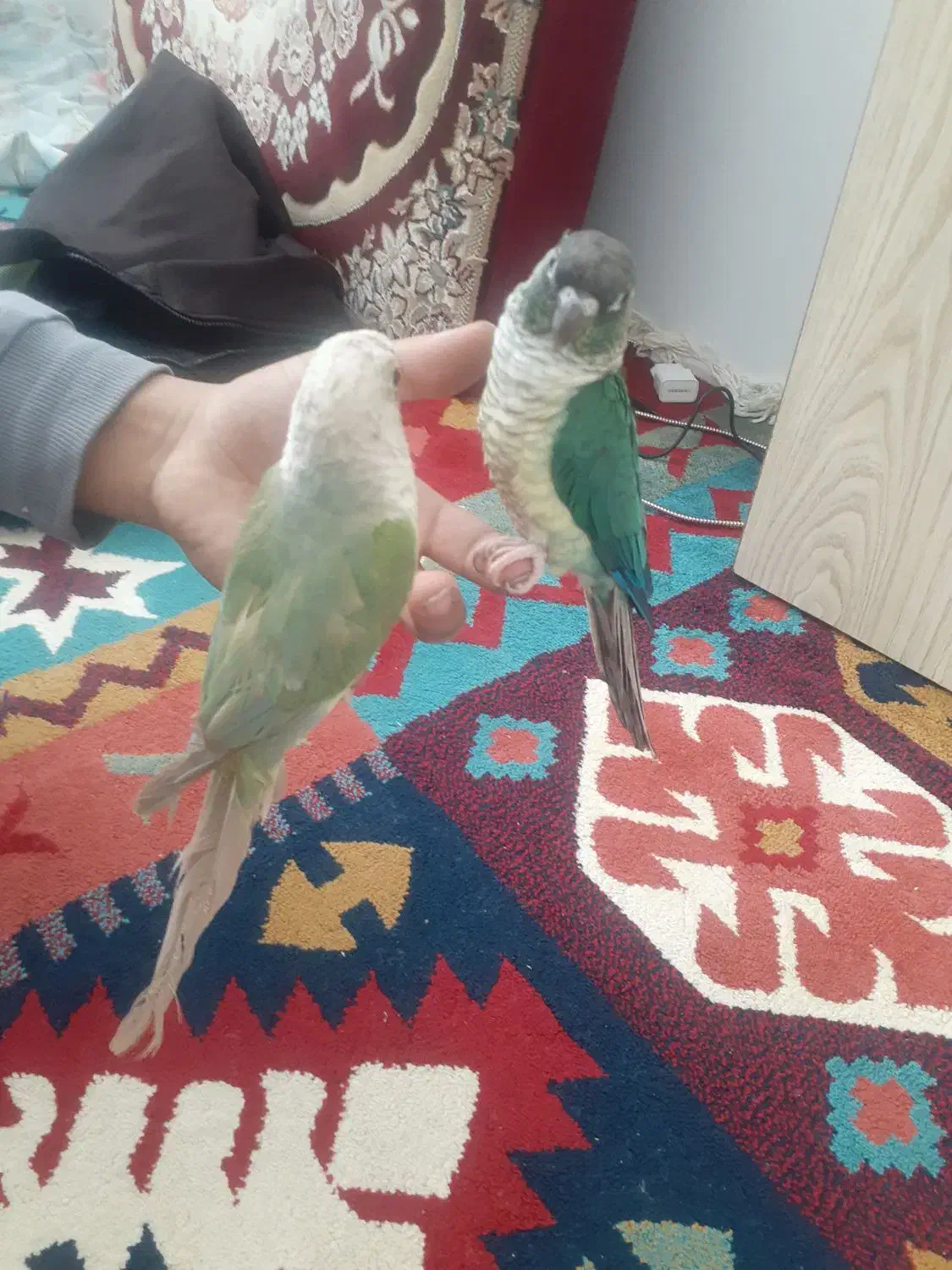 گرینچیک نروماده|پرنده|زنجان, |دیوار