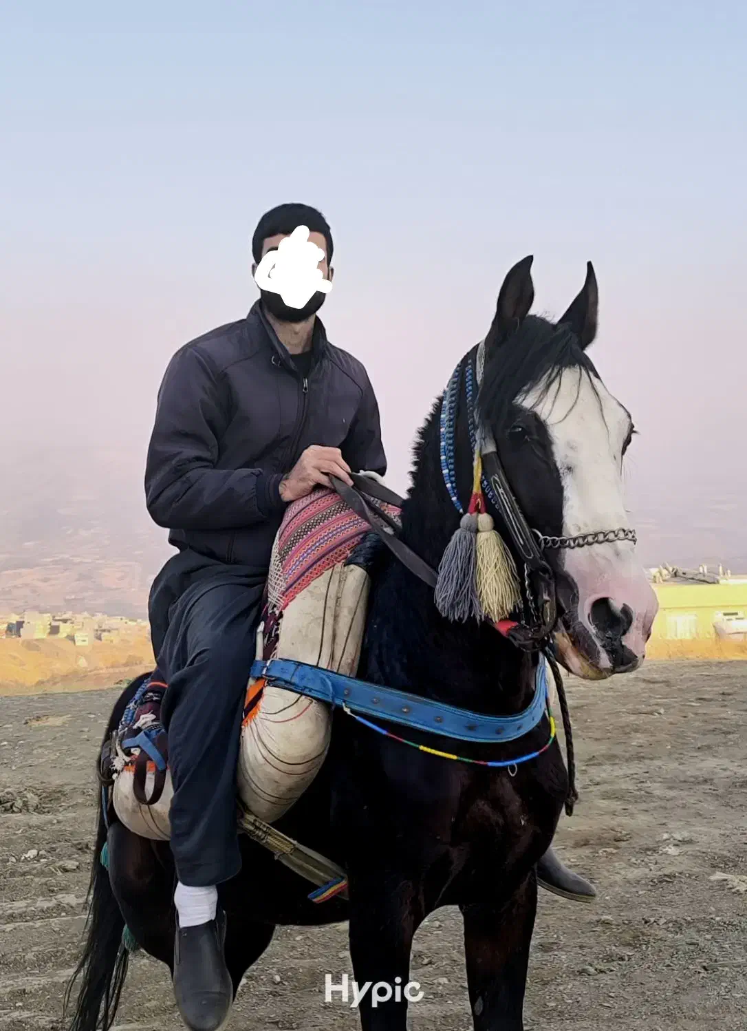 اسب۶سال هلشه و یخته ۶سال اخترمه|اسب و تجهیزات اسبسواری|سردشت, |دیوار